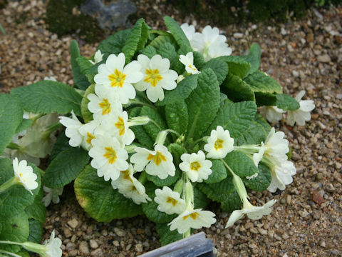Primula vulgaris
