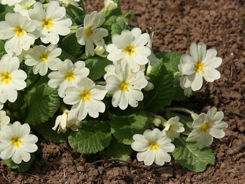 Primula vulgaris