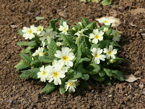 Primula vulgaris