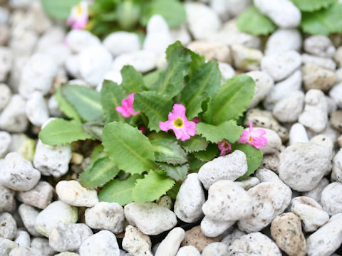 Primula warshenewskiana