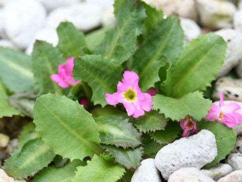 Primula warshenewskiana