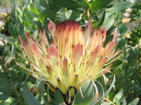 Protea eximia