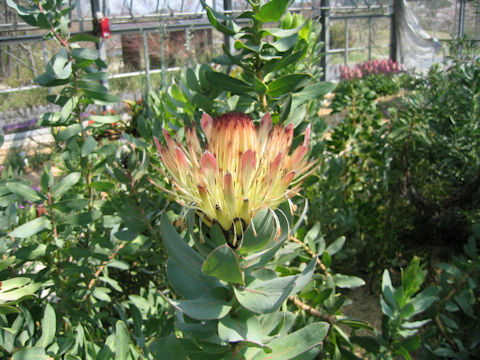 Protea eximia