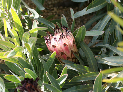 Protea longifolia