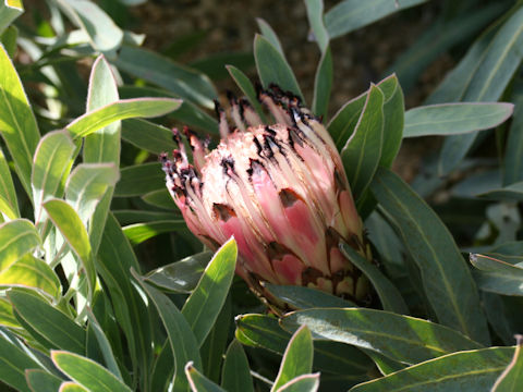 Protea longifolia