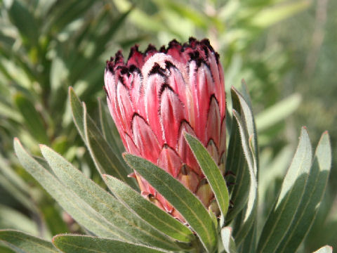 Protea neriifolia