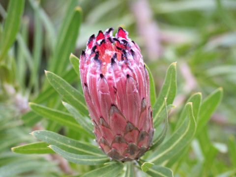 Protea neriifolia