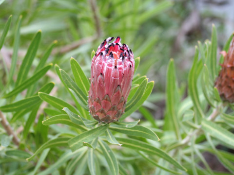 Protea neriifolia