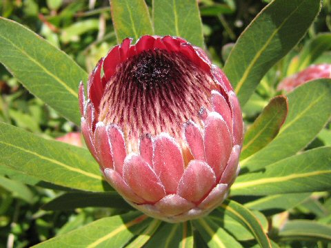 Protea repens