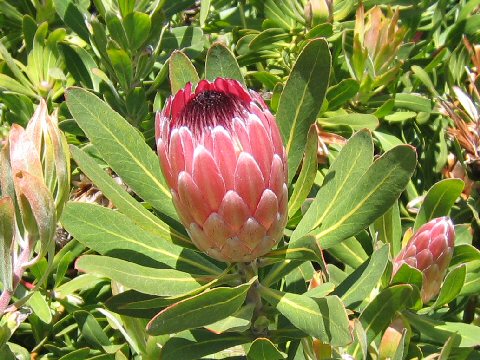 Protea repens