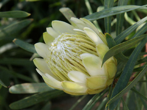 Protea repens