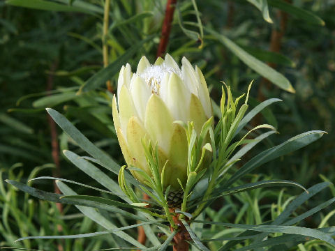 Protea repens