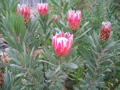 Protea obtusifolia x magnifica