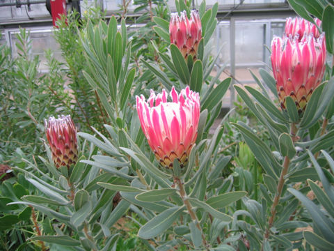 Protea obtusifolia x magnifica