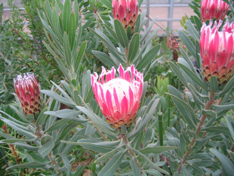 Protea obtusifolia x magnifica