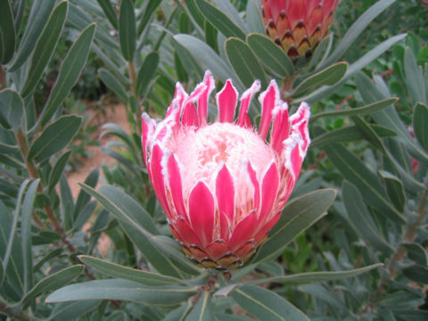 Protea obtusifolia x magnifica