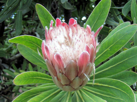 Protea sp.