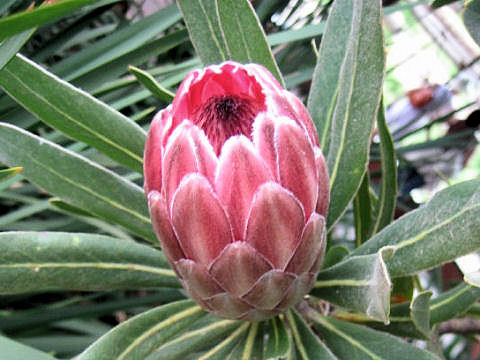 Protea sp.