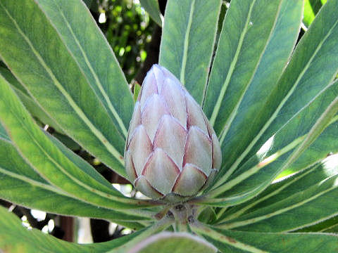 Protea sp.