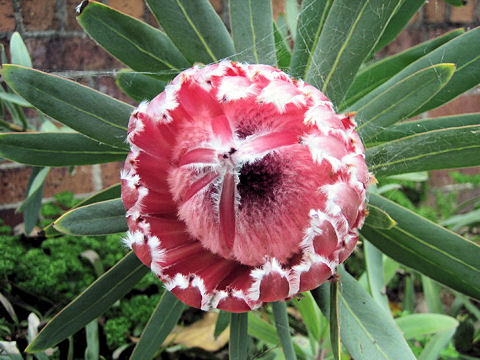 Protea sp.