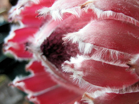 Protea sp.