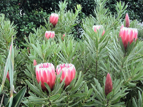 Protea sp.