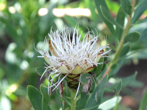 Protea sp.