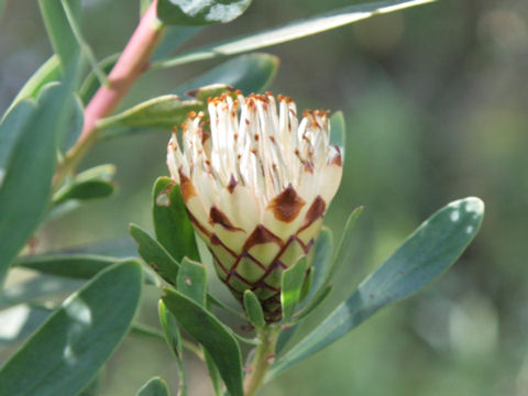 Protea sp.