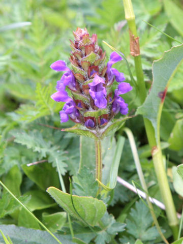 Prunella grandiflora