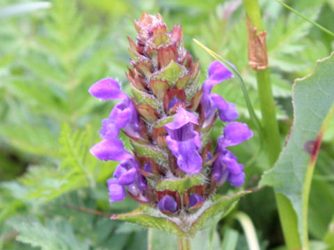 Prunella grandiflora