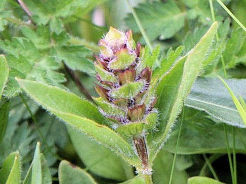 Prunella grandiflora