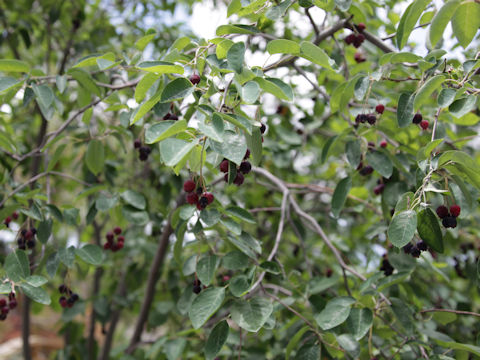 Prunus ilicifolia