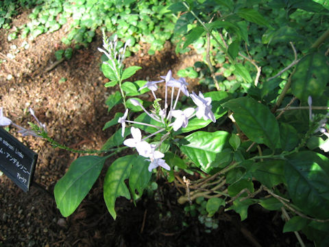 Pseuderanthemum andersonii