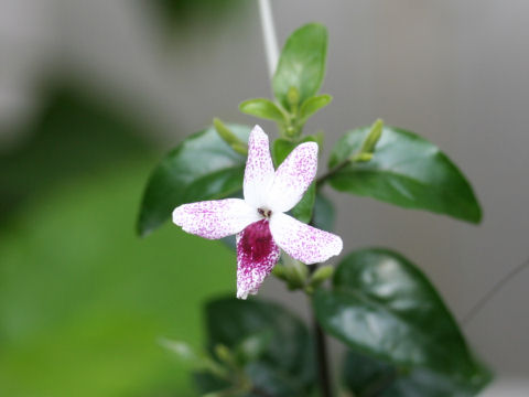 Pseuderanthemum bicolor