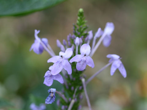 Pseuderanthemum lilacinum