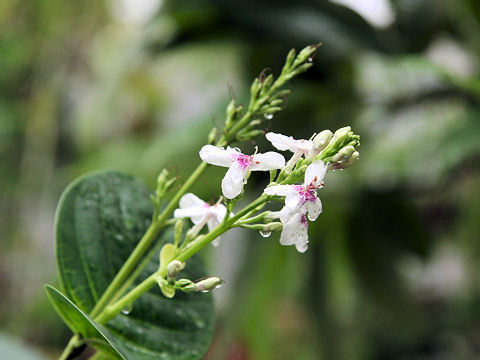 Pseuderanthemum reticulatum var. ovarifolium