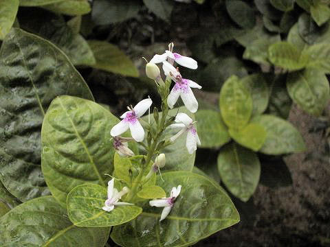 Pseuderanthemum reticulatum var. ovarifolium