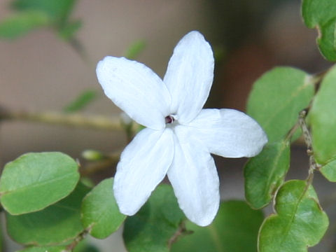 Pseuderanthemum repandum ssp. tuberculatum