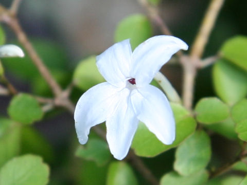 Pseuderanthemum repandum ssp. tuberculatum