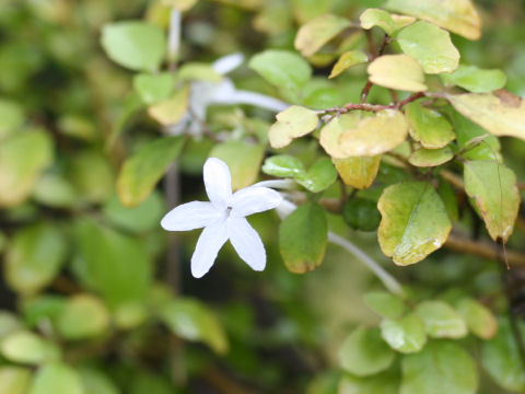 Pseuderanthemum repandum ssp. tuberculatum