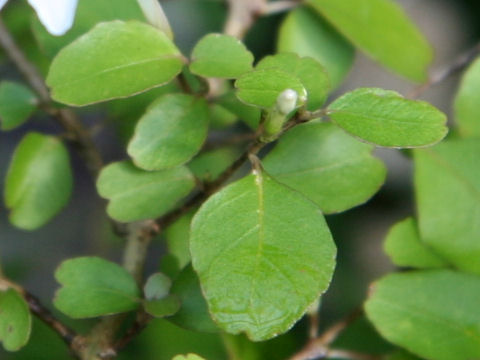 Pseuderanthemum repandum ssp. tuberculatum