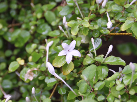 Pseuderanthemum repandum ssp. tuberculatum