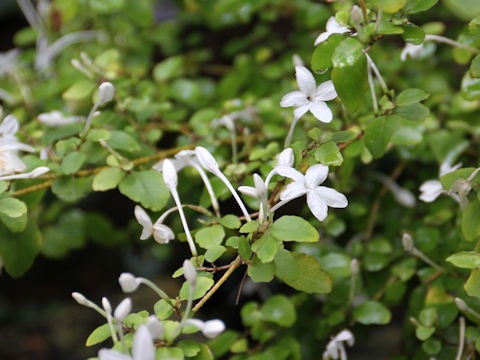 Pseuderanthemum repandum ssp. tuberculatum