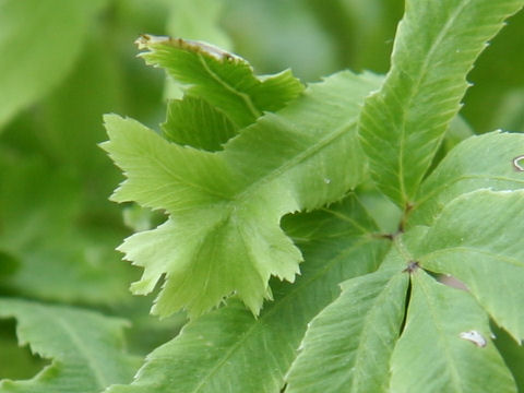 Pteris cretica cv. Cristata