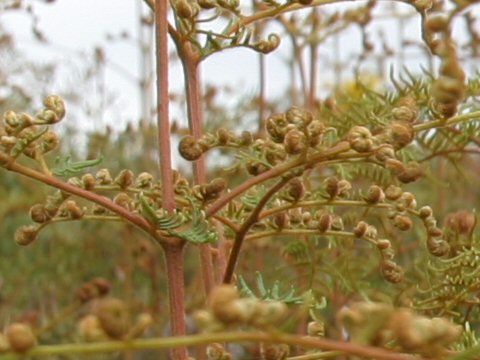 Pteridium esculentum