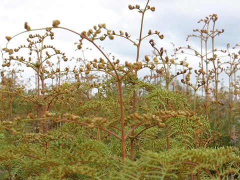 Pteridium esculentum