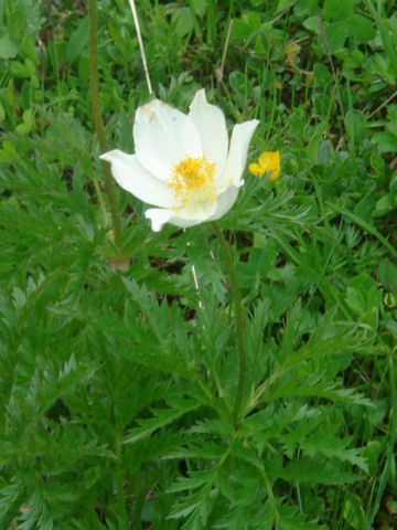 Pulsatilla alpina