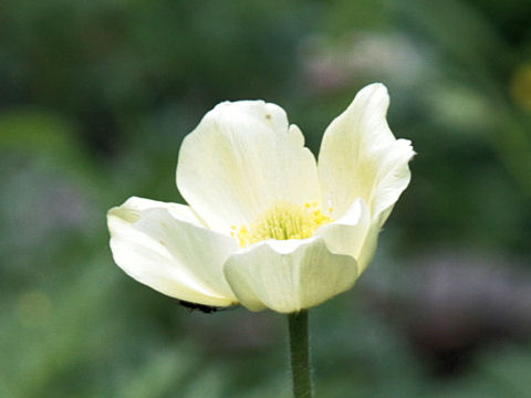 Pulsatilla alpina