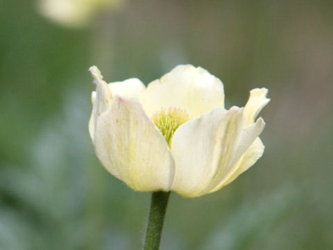 Pulsatilla alpina