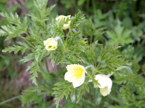 Pulsatilla alpina